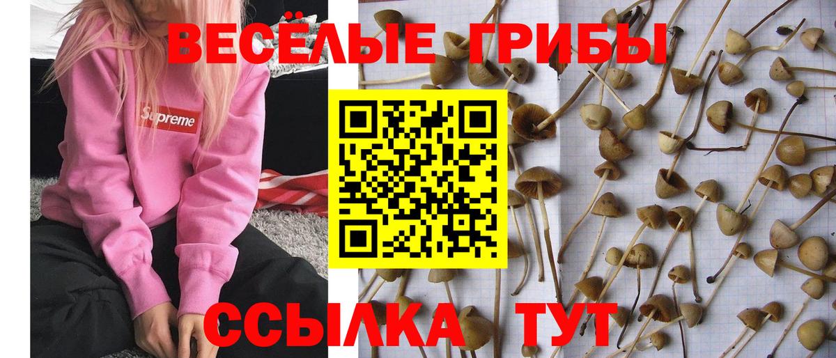 Галлюциногенные грибы ЛСД  продажа наркотиков  Ржев  Вход с VPN 